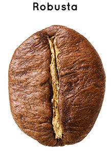 robusta-bohnen.jpg?ts=1709805803